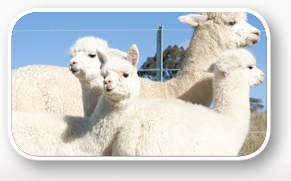 Nurrenyen Alpaca Stud is your key to ultrafine alpaca wool