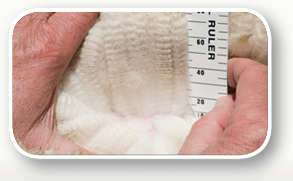 Nurrenyen Alpaca Stud is your key to ultrafine alpaca wool