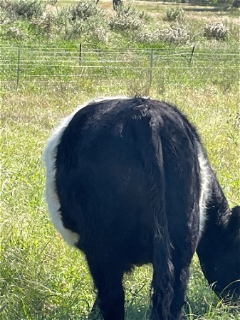 One of the steers in the week before sale.