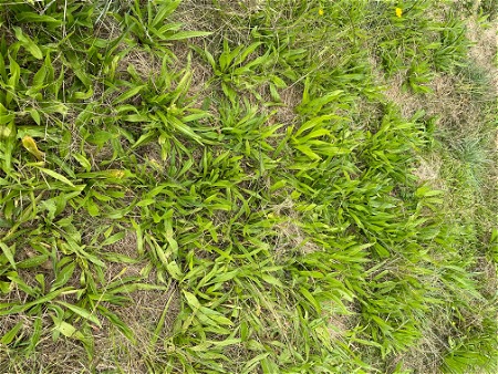 Plantain in the Windbreak Paddock in Autumn