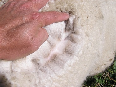 Nurrenyen Kumi + Male Cria