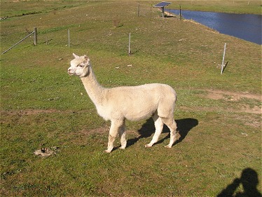 Nurrenyen Fall + Female Cria