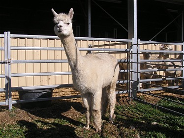 Alpacapena Lambada + Female Cria