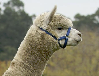 Northfield Gully Accolade