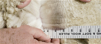 Northfield Gully Accolade